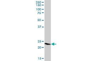 GPX8 MaxPab polyclonal antibody. (GPX8 antibody  (AA 1-209))