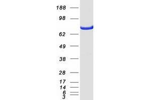 Validation with Western Blot (STAT3 Protein (Transcript Variant 3) (Myc-DYKDDDDK Tag))