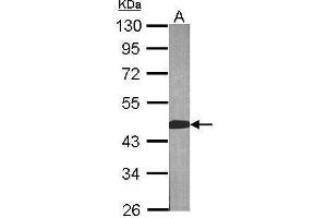 WB Image Sample (30 ug of whole cell lysate) A:NIH-3T3 10% SDS PAGE antibody diluted at 1:1000 (BCAT2 antibody  (Center))