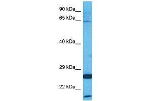 Host:  Rabbit  Target Name:  AMFR  Sample Tissue:  Human HepG2 Whole Cell  Antibody Dilution:  1ug/ml (AMFR antibody  (C-Term))