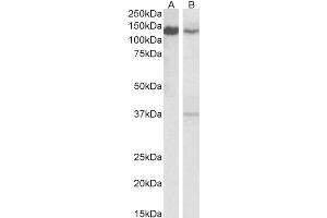 SRRT antibody  (C-Term)