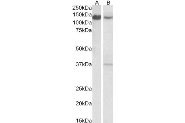 SRRT antibody  (C-Term)