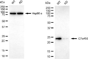 anti-Chromosome 7 Open Reading Frame 50 (C7orf50) antibody