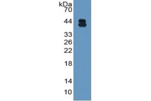 Rabbit Capture antibody from the kit in WB with Positive Control: Sample Rat Serum. (AMBP ELISA Kit)