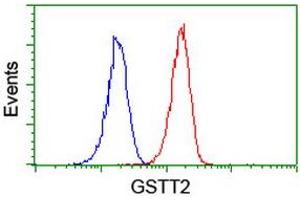 Image no. 10 for anti-Glutathione S-Transferase theta 2 (GSTT2) antibody (ABIN1498553) (GSTT2 antibody)