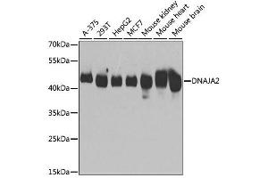 Western blot analysis of extracts of various cell lines, using DNAJA2 antibody. (DNAJA2 antibody  (AA 233-412))