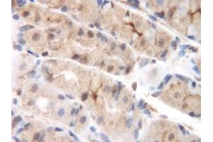 Image no. 2 for anti-Chemokine (C-C Motif) Ligand 8 (CCL8) antibody (ABIN465585) (CCL8 antibody)