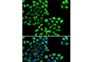 Immunofluorescence analysis of MCF7 cells using COPS6 Polyclonal Antibody