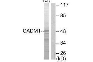 Western blot analysis of extracts from HeLa cells, using CADM1 antibody. (CADM1 antibody  (C-Term))