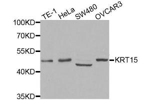 Western blot analysis of extracts of various cell lines, using KRT15 antibody. (KRT15 antibody)
