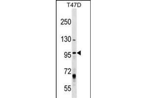MCM8 Antibody (Center) (ABIN1538307 and ABIN2849026) western blot analysis in T47D cell line lysates (35 μg/lane). (MCM8 antibody  (AA 322-350))