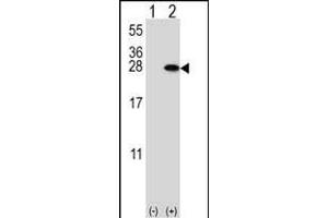 Western blot analysis of YWHAB (arrow) using rabbit polyclonal YWHAB Antibody (T71) (ABIN1882154 and ABIN2842225). (YWHAB antibody  (N-Term))