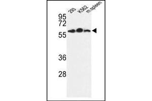 Image no. 1 for anti-Estrogen-Related Receptor gamma (ESRRG) (AA 198-227) antibody (ABIN360233) (ESRRG antibody  (AA 198-227))