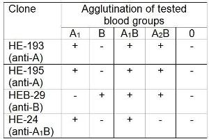 Agglutination of particular blood groups using mouse monoclonal HE-24 (anti-blood group A1B). (Blood Group A1B antibody)