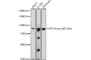 Western blot analysis of extracts of various cell lines, using PI3 Kinase p85 beta antibody (ABIN1679407, ABIN3019246, ABIN3019247 and ABIN7101736) at 1:1000 dilution. (PIK3R2 antibody)