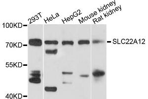 Western blot analysis of extracts of various cell lines, using SLC22A12 antibody (ABIN1874812) at 1:1000 dilution. (SLC22A12 antibody)