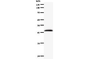 Western Blotting (WB) image for anti-Exosome Component 9 (EXOSC9) antibody (ABIN931129) (EXOSC9 antibody)