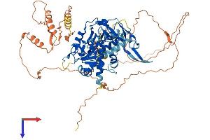 AlphaFold protein structure predicition of Human Recombinant REXO1L1P Protein, UniprotID Q8IX06 (REXO1L1 Protein (AA 1-675) (His tag))