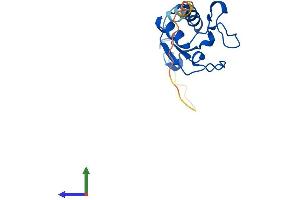 Protein Structure (PS) image for Signal Recognition Particle 19kDa (SRP19) (AA 1-144) protein (His tag) (ABIN7546280)