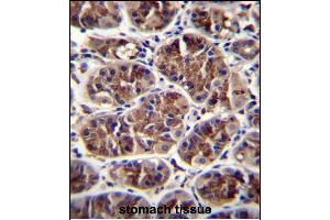 GDF5 Antibody (C-term) (ABIN655977 and ABIN2845361) immunohistochemistry analysis in formalin fixed and paraffin embedded human stomach tissue followed by peroxidase conjugation of the secondary antibody and DAB staining. (GDF5 antibody  (C-Term))
