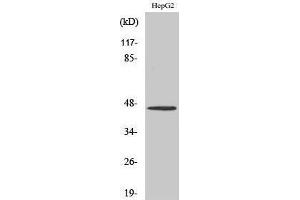 Western Blotting (WB) image for anti-Serotonin Receptor 1A (HTR1A) (C-Term) antibody (ABIN3187045) (Serotonin Receptor 1A antibody  (C-Term))
