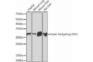 Western blot analysis of extracts of various cell lines, using Sonic Hedgehog (Shh) (Shh) Rabbit mAb (ABIN6131215, ABIN6147930, ABIN6147931 and ABIN7101409) at 1:1000 dilution.