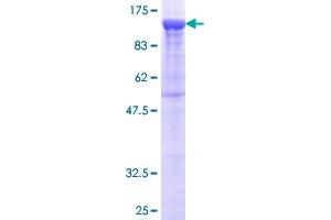 Image no. 1 for Protocadherin beta 16 (PCDHB16) protein (GST tag) (ABIN1314214)