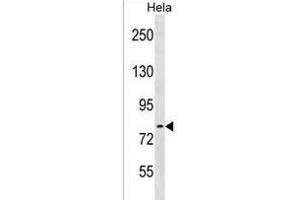 ARHGEF33 antibody  (C-Term)