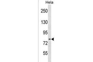 ARHGEF33 Antibody (C-term) (ABIN1537581 and ABIN2838277) western blot analysis in Hela cell line lysates (35 μg/lane).