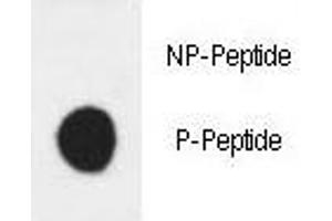 Dot blot analysis of phospho-HER3 antibody. (ERBB3 antibody  (pTyr1289))