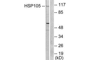 Western Blotting (WB) image for anti-Heat Shock 105kDa/110kDa Protein 1 (HSPH1) (C-Term) antibody (ABIN1848611) (HSPH1 antibody  (C-Term))