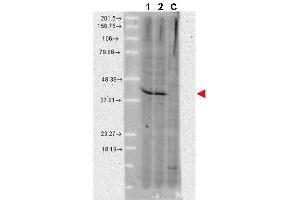 Western blot using  anti-AHA1 monoclonal antibody shows detection of a band ~42 kDa in size corresponding to AHA1 in A431 whole cell lysate (lane 1) and MCF-7 whole cell lysate (lane 2).
