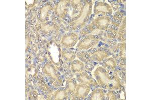 Immunohistochemistry of paraffin-embedded rat kidney using MBP antibody at dilution of 1:200 (400x lens).