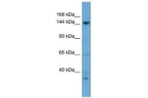 GNPTAB antibody used at 0. (GNPTAB antibody  (N-Term))