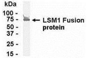 Western Blotting (WB) image for anti-LSM1 Homolog, U6 Small Nuclear RNA Associated (LSM1) (AA 1-133) antibody (ABIN2468063) (LSM1 antibody  (AA 1-133))