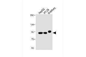 All lanes : Anti-Villin-1 Antibody (N-term) at 1:2000 dilution Lane 1: HepG2 whole cell lysate Lane 2: HT-29 whole cell lysate Lane 3: Mouse kidney lysate Lysates/proteins at 20 μg per lane. (Villin 1 antibody  (N-Term))