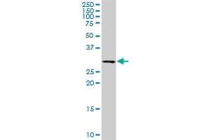 PCTP MaxPab rabbit polyclonal antibody. (PCTP antibody  (AA 1-214))
