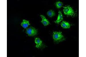 Anti-PKMYT1 mouse monoclonal antibody (ABIN2453481) immunofluorescent staining of COS7 cells transiently transfected by pCMV6-ENTRY PKMYT1 (RC222657). (PKMYT1 antibody)