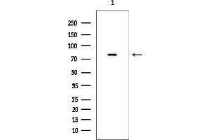 Western blot analysis of lysates from Rat testis, using Exo70 Mouse Monoclonal Antibody at 1/1000 dilution.