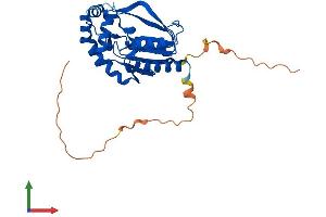 AlphaFold protein structure predicition of Human Recombinant UCK1 Protein, UniprotID Q9HA47