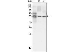 Western blot analysis using TUBB3 mouse mAb against HepG2 (1), A549 (2) and Hela (3) cell lysate. (TUBB3 antibody)