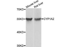 Western blot analysis of extracts of Mouse liver and rat liver cells, using CYP1A2 antibody. (CYP1A2 antibody)