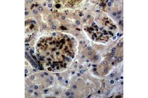 Immunohistochemical analysis of c-FOS staining in mouse kidney formalin fixed paraffin embedded tissue section. (c-FOS antibody)
