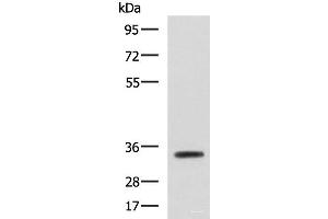 Western blot analysis of Mouse small intestines tissue lysate using ANXA13 Polyclonal Antibody at dilution of 1:800 (Annexin A13 antibody)