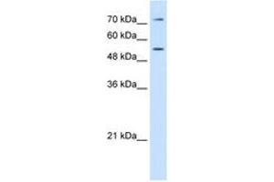 Image no. 1 for anti-Lipopolysaccharide Binding Protein (LBP) (AA 401-450) antibody (ABIN6749720) (LBP antibody  (AA 401-450))