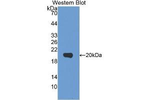 Western Blotting (WB) image for anti-Interleukin 1, beta (IL1B) (AA 95-262) antibody (ABIN3208366) (IL-1 beta antibody  (AA 95-262))