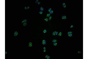 Immunofluorescence staining of PC3 cells with ABIN7156538 at 1:100, counter-stained with DAPI. (ICAM-3/CD50 antibody  (AA 200-547))