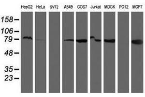 Image no. 2 for anti-Ribophorin 1 (RPN1) antibody (ABIN1500754) (RPN1 antibody)