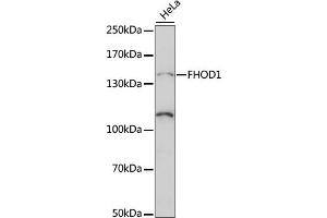 Western blot analysis of extracts of HeLa cells, using FHOD1 antibody (ABIN7267252) at 1:1000 dilution.