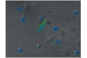 Immunofluorescence (IF) image for Zombie Green Fixable Viability Kit (ABIN2669239) (Zombie Green Fixable Viability Kit)